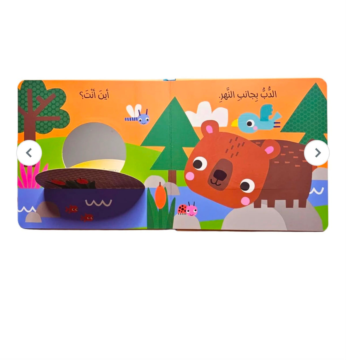 الدب فب الغابة: أنظر من هنا!