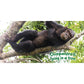 Wild Wonderful Animals