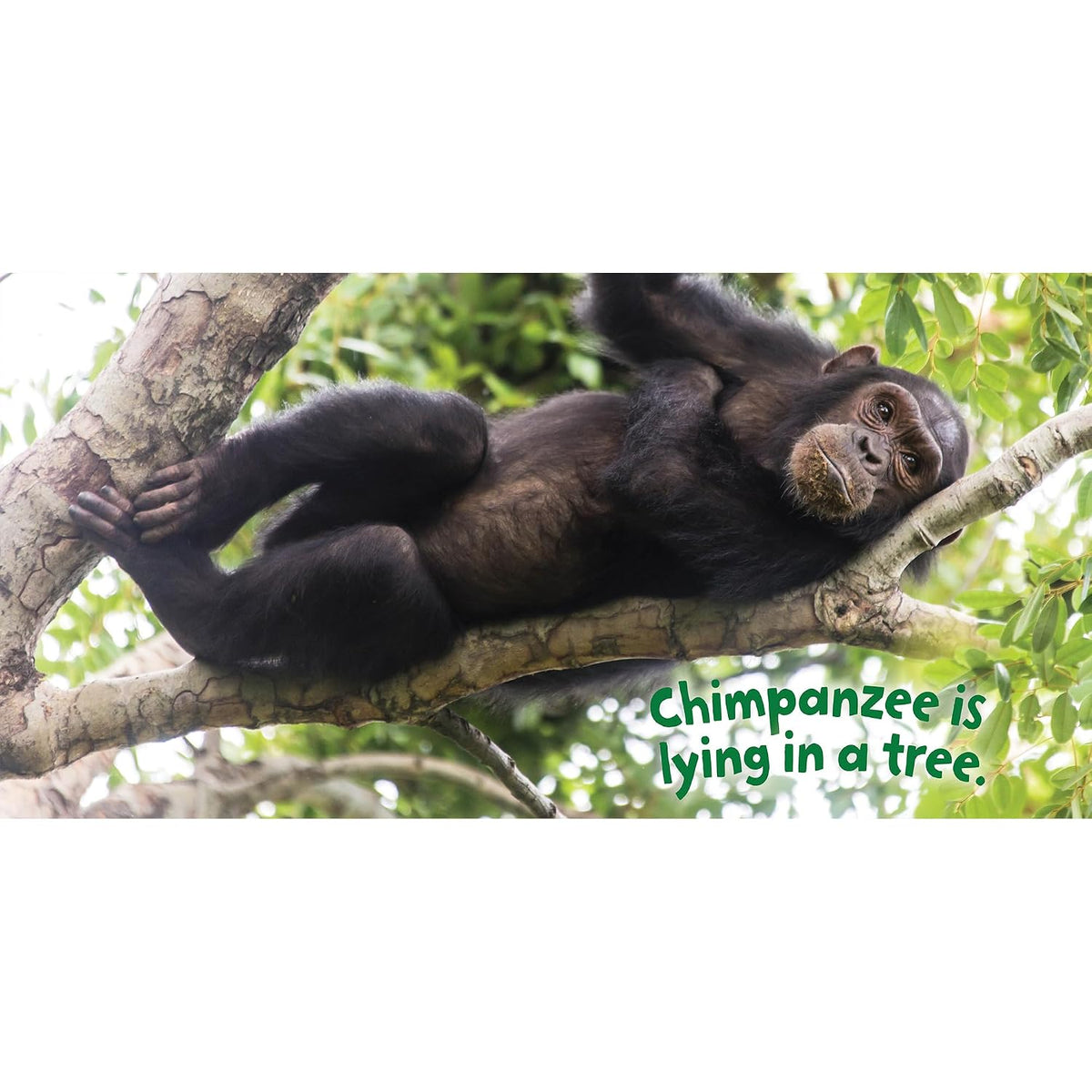 Wild Wonderful Animals