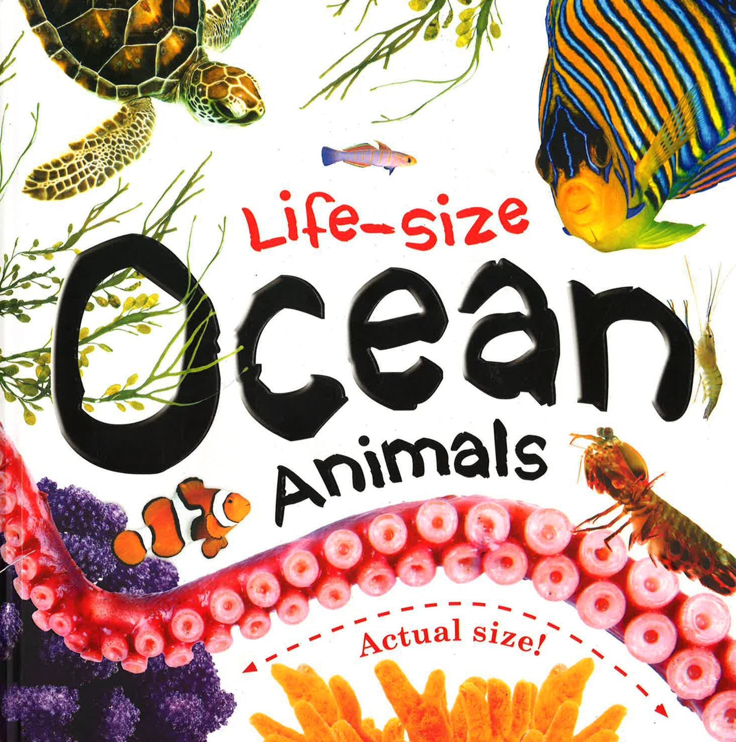 Life-Size : Ocean Animals