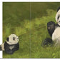 Panda Says, Please